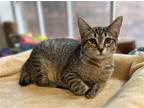 Adopt Alice a Brown or Chocolate Domestic Shorthair / Mixed (short coat) cat in