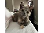 Adopt Stick - HBPAC a Gray or Blue Domestic Shorthair / Mixed cat in New York