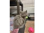 Adopt Osceola a Gray or Blue Domestic Longhair / Domestic Shorthair / Mixed cat