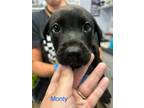 Adopt Monty a Labrador Retriever