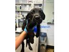 Adopt Marvin a Labrador Retriever