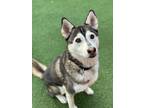 Adopt Harley a Alaskan Malamute / Mixed dog in Oceanside, CA (39033845)
