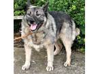 Adopt ROCKMAN a Gray/Blue/Silver/Salt & Pepper Norwegian Elkhound / Mixed dog in