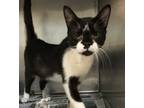 Adopt Duke a Domestic Short Hair