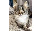 Adopt Edith a Brown Tabby Domestic Mediumhair (medium coat) cat in North