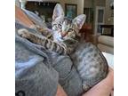 Adopt Aspirin a Domestic Shorthair / Mixed (short coat) cat in Columbus