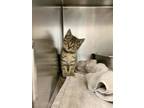 Adopt Cherry a Brown or Chocolate Domestic Shorthair / Domestic Shorthair /