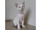 Adopt Badger a White Domestic Shorthair / Mixed cat in Cody, WY (39057634)
