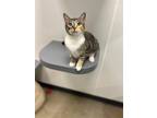 Adopt Smudge K a Calico or Dilute Calico Domestic Shorthair / Mixed (short coat)