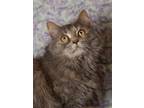 Adopt Bella a Gray or Blue Domestic Mediumhair (medium coat) cat in Temple