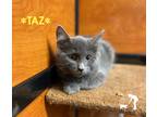 Adopt Taz a Gray or Blue Domestic Mediumhair (medium coat) cat in Centerville