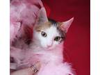 Adopt Pepita a Calico or Dilute Calico Calico (short coat) cat in BROOKLYN