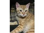 Adopt Lionel Richie (motto: 'Say You, Say Me') a Orange or Red Domestic