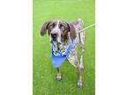 Adopt HUCK a German Shorthaired Pointer, Mixed Breed