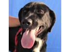 Adopt Shirley a Black Mixed Breed (Large) / Mixed dog in Las Cruces