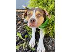 Adopt Tyga a Brown/Chocolate Mixed Breed (Large) / Mixed dog in Binghamton