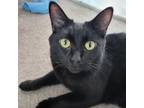 Adopt Fred a All Black Domestic Shorthair / Mixed cat in Fairfax Station