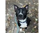 Adopt Alexei a Black Pit Bull Terrier / Boxer / Mixed dog in Lyndhurst