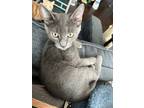 Adopt BEAR a Gray or Blue Domestic Shorthair / Mixed (short coat) cat in