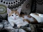 Adopt GOOSE a Orange or Red (Mostly) Domestic Shorthair / Mixed (short coat) cat