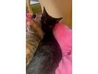 Adopt Janice a All Black Domestic Shorthair / Mixed (short coat) cat in Phoenix