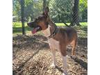 Adopt Luke a Australian Cattle Dog / Mixed dog in Raleigh, NC (38966383)