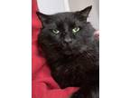 Adopt Truffle a Domestic Short Hair