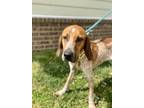 Adopt Scoville a Coonhound