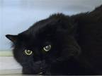 Adopt SAMMIE a All Black Domestic Mediumhair / Mixed (medium coat) cat in