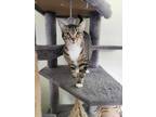 Adopt Reeses a Brown Tabby Domestic Shorthair (short coat) cat in Umatilla