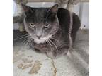 Adopt Max a Gray or Blue Domestic Shorthair / Mixed cat in Spanish Fork