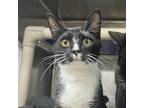 Adopt Link a All Black Domestic Shorthair / Mixed cat in Valdosta, GA (39058271)