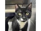 Adopt Theo a All Black Domestic Shorthair / Mixed cat in Valdosta, GA (39058270)