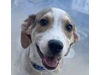 Adopt PILAF a White - with Tan, Yellow or Fawn Labrador Retriever / Mixed Breed