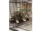 Adopt 2023-08-119 a Domestic Shorthair / Mixed (short coat) cat in Winder