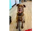 Adopt Lucky a Chesapeake Bay Retriever / Labrador Retriever / Mixed dog in