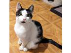 Adopt Kuma a Black & White or Tuxedo Domestic Shorthair / Mixed (short coat) cat
