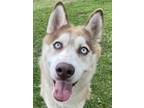 Adopt Brody a Red/Golden/Orange/Chestnut Husky / Mixed dog in Wenatchee