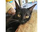 Adopt Henry a All Black Domestic Shorthair / Mixed (short coat) cat in