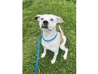 Adopt Ribbit a Terrier, Mixed Breed