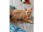 Adopt Ginger a Orange or Red American Shorthair / Mixed (short coat) cat in West