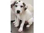 Adopt Arrow a Great Pyrenees, Hound
