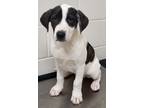 Adopt Axel a Great Pyrenees, Hound