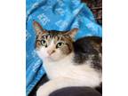 Adopt Tiny a Domestic Shorthair cat in Georgetown, OH (39021049)