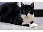 Adopt Snickers a Domestic Short Hair