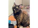 Adopt Puddin a Black (Mostly) Domestic Shorthair / Mixed (short coat) cat in