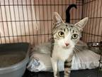 Adopt Wilma a Gray or Blue (Mostly) Domestic Shorthair / Mixed (short coat) cat