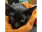 Adopt Freddy a All Black Domestic Shorthair / Mixed cat in Kingman