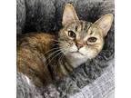 Adopt Maci a Brown or Chocolate Domestic Shorthair / Mixed cat in Delaware