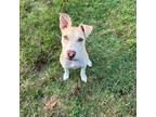 Adopt Daisy a Tan/Yellow/Fawn Carolina Dog / Mixed dog in Wadena, MN (38920950)